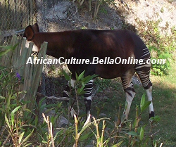 Okapi