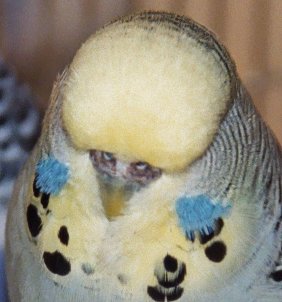 female budgerigar