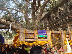 Bodhi Tree