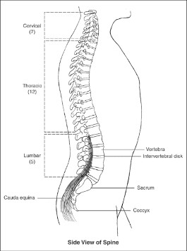 http://fromyourdoctor.com/topic.do?title=Spine+and+Spinal+Cord&t=11810