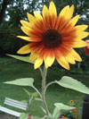 liftedsunflower100x133