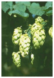 what are Noble Hops?