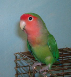 Peach Faced Lovebird