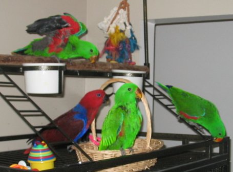   Eclectus Parrot Eclectus