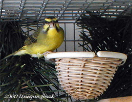 Green Singing Finch