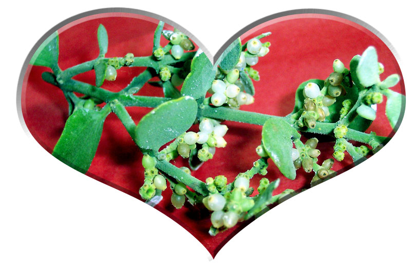 Mistletoe - A Christmas Superstition