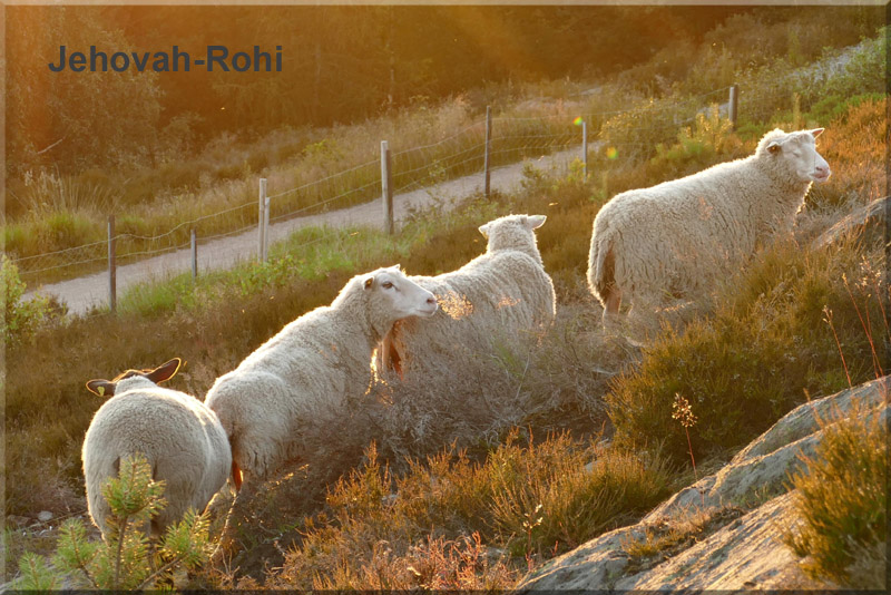 Experiencing the Shepherd - Jehovah-Rohi